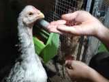 علت حشره گرفتن مرغ و خروس و(راه درمان)