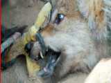 مستند حیات وحش - حیوانات جدید - بوفالو شیر ها را شخم میزند