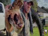 قهرمان محلی در فلوریدا با دست خالی یک تمساح ۲.۵ متری را مهار کرد  س از اتمام این