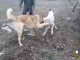 جنگ سگ قفقازی با پژدر