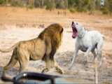 Cheetah OMG!!! Speeds Beyond Imagination as Topi Faces the Ultimate Predator