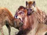 Hyena Snatches Lion Cub In Front Of His Mothers Eyes