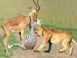 Hyena steals from cheetah and Male lion steals from hyena