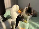 وقتی اردک ها عاشق گربه بامزه میشن