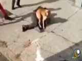 فیلم| حمله سگ به صاحبش در خیابان ؛ نجات مرد زخمی از حمله سگ توسط شهروندان