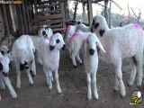 صدای حیوانات برای کودکان / صدای گوسفند