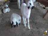 صدای زیبای گوسفندان برای کودکان