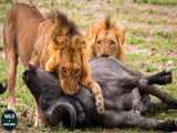 مستند حیات وحش :: بوفالو وحشی در مقابل شیرها :: رازبقا