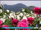 Kolga : Vatanim live (Tabriz) - شهریور ۹۶