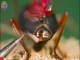 خطرناک ترین حشرات جهان: صدپا | مرگبارترین صدپاهای جهان را بشناسید