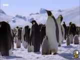 بهترین و بامزه ترین لحظات ثبت شده از پنگوئن ها