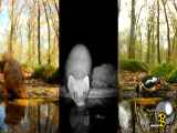 کلیپ جالب و زیبا از آب خوردن حیوانات در جنگل
