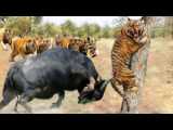 مستند حیات وحش - حیوانات - کفتارها به سمت شیر حمله میکنند