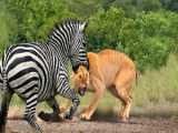 Cheetah Almost Had Lunch! But This Wildebeest Said NOPE! Wildebeest OUTSMARTS