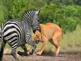 Zebras Most Painful Day Caught on Camera in Lioness Attack! Lioness Hunts Youn