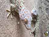 صدای عجیب توکیو ژکو Tokay Gecko گونه ای از مارمولک ۰