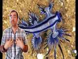 اژدهای آبی دریایی | سمی ترین موجود دریا | Blue Dragon Sea Slug