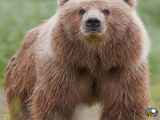 شکار خرس به سبک جومونگ دنیای حیات و وحش و طبیعت