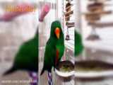 بازی های جالب پرندگان و طوطی های رنگارنگ