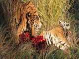 نبرد حیوانات وحشی - کل شاخدار یک شیر را سوراخ میکند