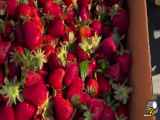 نحوه ی برداشت توت فرنگی در مزارع آمریکا
