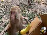 حرکت جالب خنده دار  میمون ها هنگام خوردن موز
