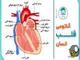 قلب پر کار ترین عضو بدن انسان چطوری کار مبکند
