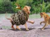 مستند حیات وحش - رازبقا جدید - حمله گروهی شیرها به کروکودیل