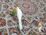 کمک کردن به گربه عجیب و دوست داشتنی