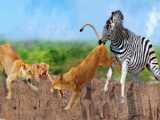 Cheetah vs. Gazelle  HeartPounding Chase Caught on Camera!  Who Will Emerg