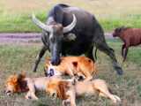 Lion Ambush FAIL! Buffalo Squad Pulls Off Insane Rescue Mission – Natures Shoc