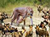 مستند حیوانات - حیات وحش جدید - محاصره شیر و توله اش توسط کفتارها