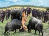 Lion in Danger! Buffalo Herd Use This Sharp Horns To Take Down Lions To Rescue