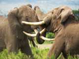 فیل در مقابل فیل ، مستند حیات وحش ، رازبقا