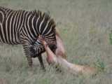 Zebras Fight for Life Against a Relentless Lion Pack