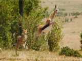 Terrifying HighSpeed Chase: Cheetahs Ruthless Hunt for Impala Send Shockwaves