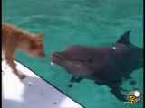 کمک دلفین به سگ در دریا