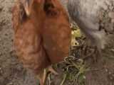 اولین ویدیوی کانال مرغ و خروس صادق: آشنایی با مرغ و خروسها