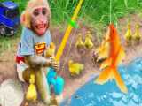 Cute Monkey Play With Duck | Monkey Take Care Duck | Monkey And Duck | Oxy Mon