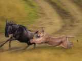 JAWDROPPING Lion vs Wildebeest RIVER Showdown  You Wont Believe What Happens N
