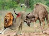 Lioness vs Kudu: Lioness Insane Leap Grabs Kudu in HeartRacing Hunt!