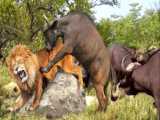 Giant Buffalo vs Lion King  Africas Most Dangerous Beast Takes on King of the