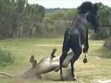 MUST SEE!!! Zebras Daring Escape from Crocodile Attack  Only to Face a Ruthles