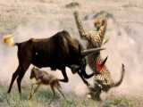 Power Of Mother Animals! Wildebeest Protect Newborn From Cheetah Hunting