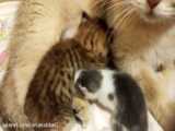 جدا کردن بچه گربه ۱-۲ روزه از مادرش
