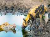 سگ وحشی در مقابل کروکودیل - مستند جدید رازبقا - حیات وحش