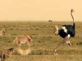 Cheetah vs. Ostrich in a LifeandDeath Race! You Wont Believe Your Eyes