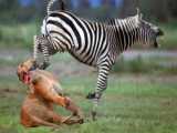 Zebra Unleashes Most POWERFUL KICK Ever on Lioness in Epic SelfDefense Showdown