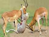 Life Isnt Easy for Cheetahs! Epic Fail as Cheetah Struggles to Hunt Impala