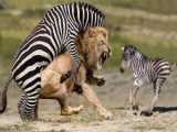 Zebras Fight for Life Against Lion Attack